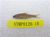 藏品(臺灣鏟頜魚)的圖片